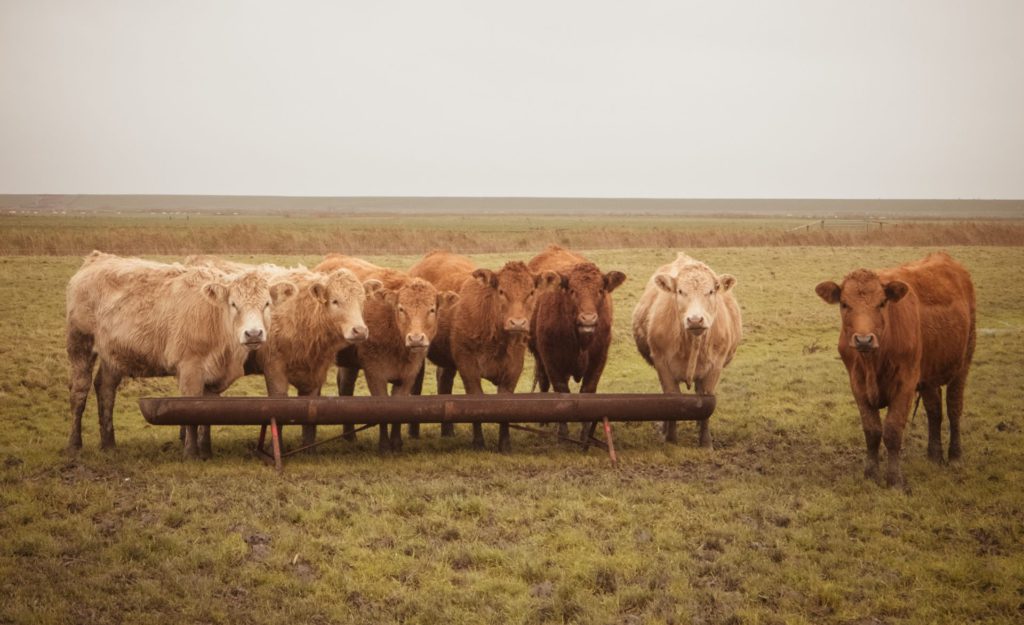 brown cows standing on grass field